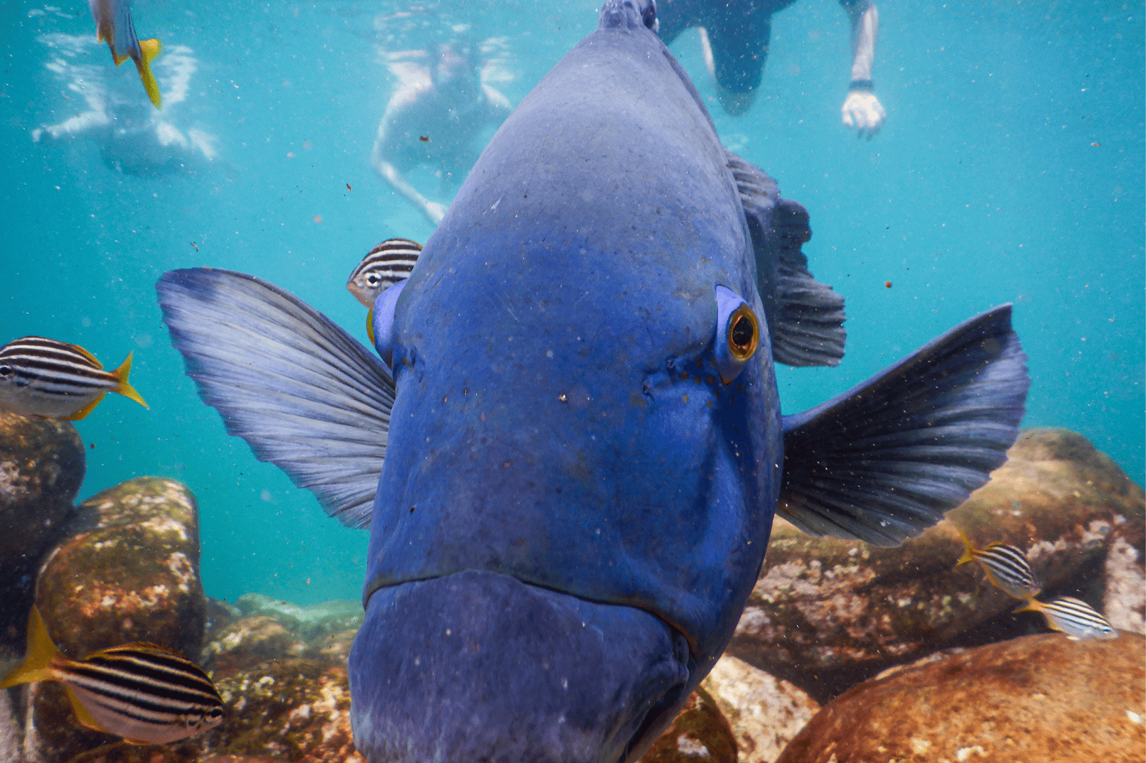 90-Minute Snorkeling Experience Group Tour