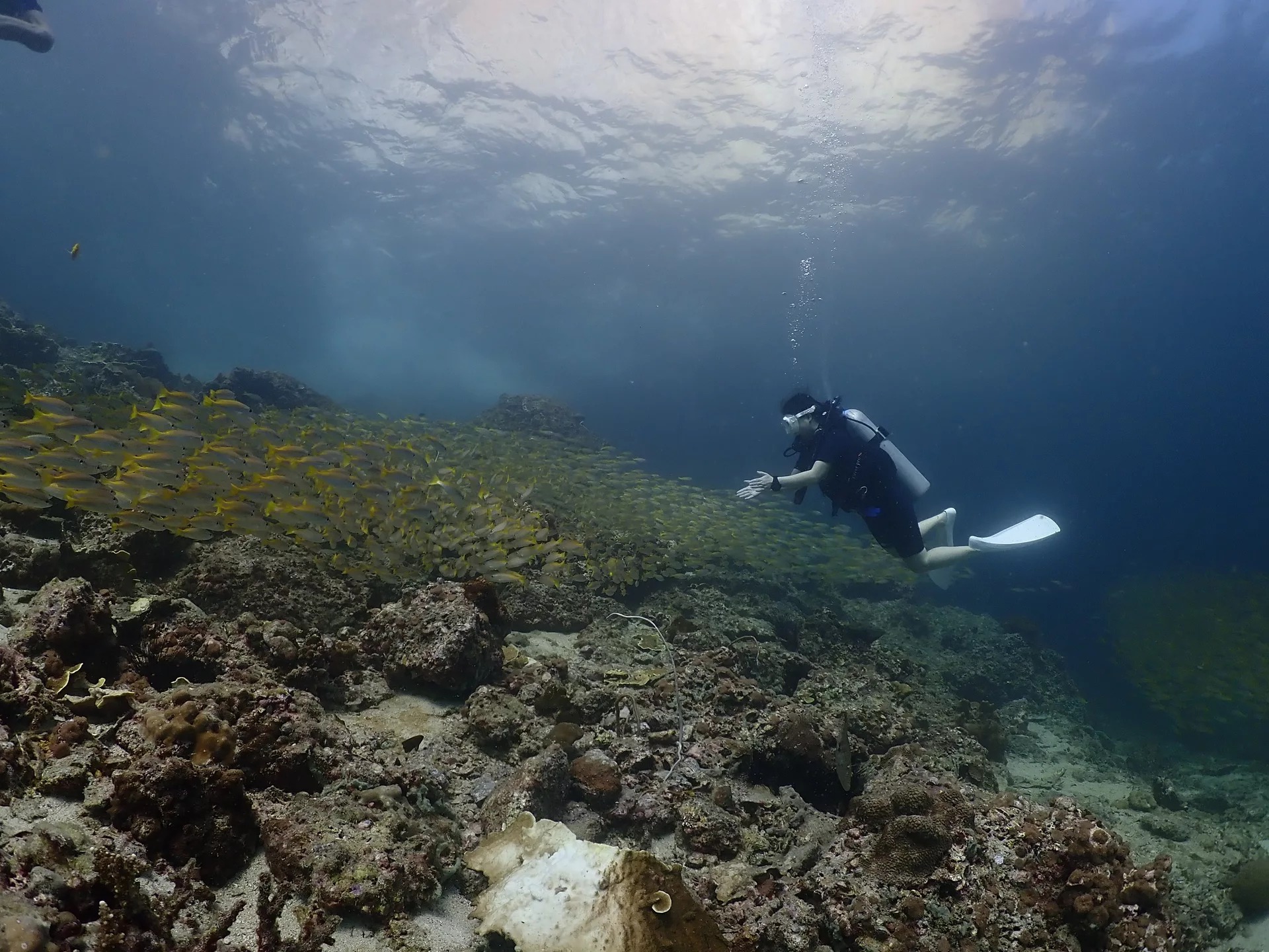 皮皮島開放水域潛水員體驗（PADI潛水中心）