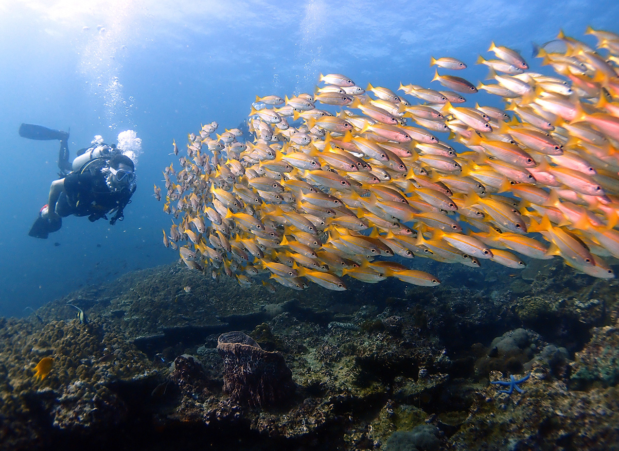 ピピ島 半日ダイビングコース（PADI 5スターIDC提供）