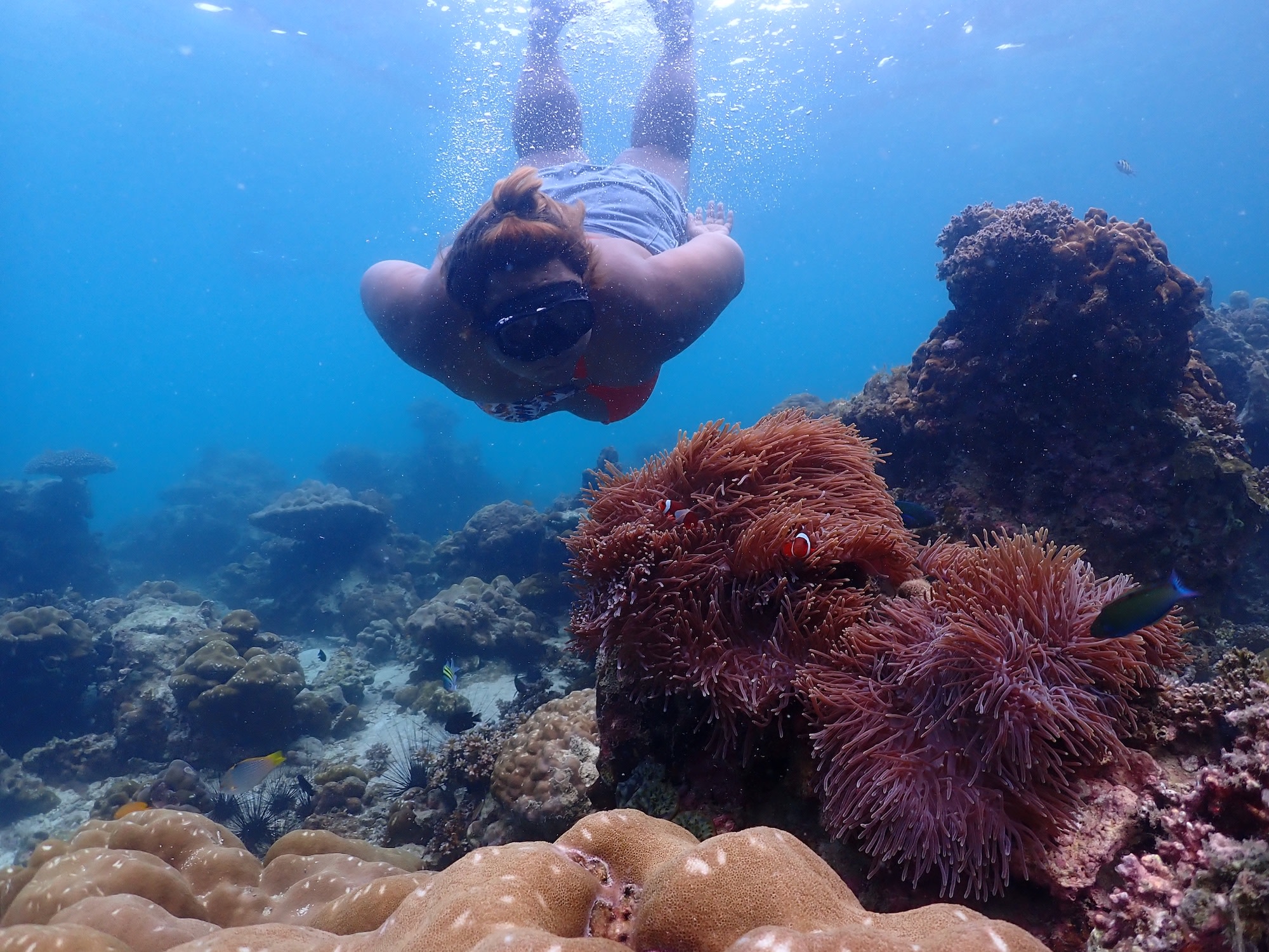 潛入海底,探索繽紛魚群與珊瑚礁構成的海底天堂。如果夠幸運,還有機會一睹黑鰭礁鯊的風采! 潛入海底,探索繽紛魚群與珊瑚礁構成的海底天堂。如果夠幸運,還有機會一睹黑鰭礁鯊的風采!
