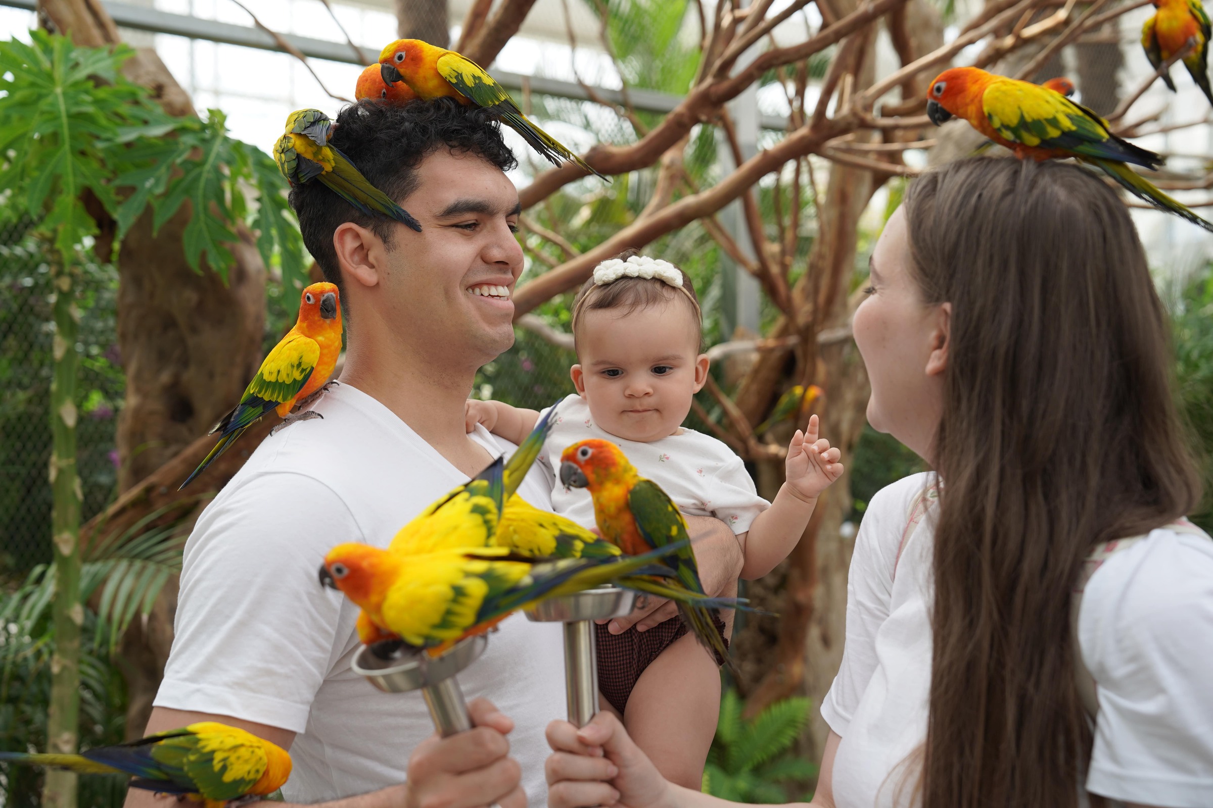 超過500種秋海棠——世界最大的秋海棠收藏地之一！秋海棠鳥園坐落於大自然中心，是植物園和鳥舍的獨特結合，非常適合悠閒漫步、家庭郊遊或在Instagram上分享美照。