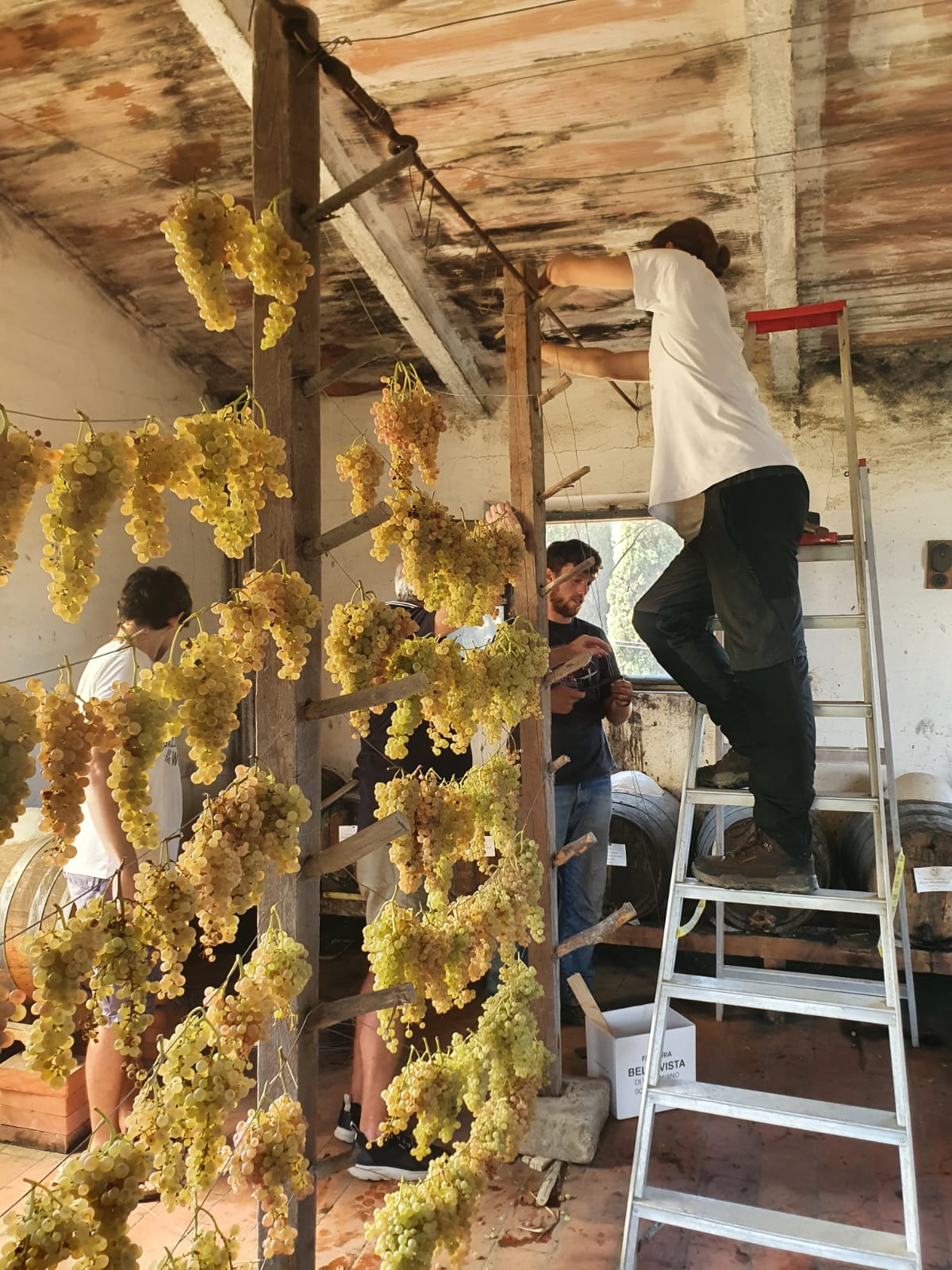 Tuscan Bites & Sips: Discover Tuscany Through Wine
