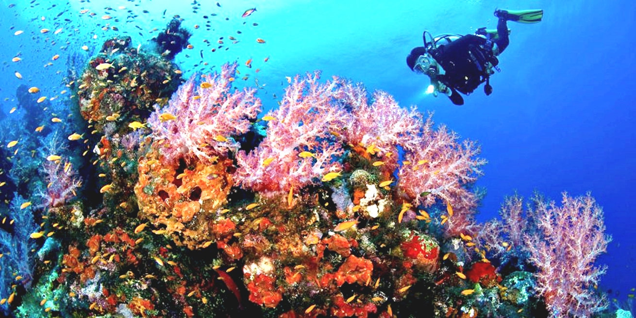 Sahl Hasheesh：潛水或浮潛游船之旅（含午餐）