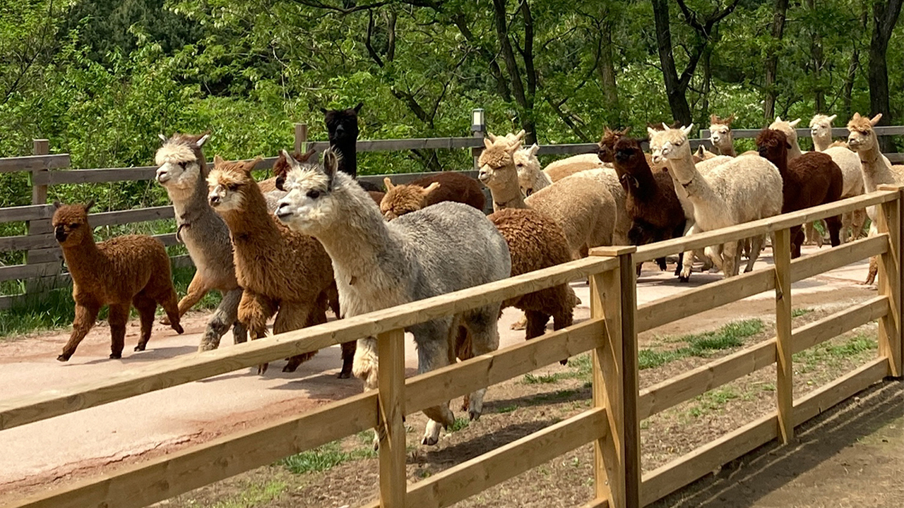 遊客可以在指定互動區餵食羊駝並與牠們合影留念。