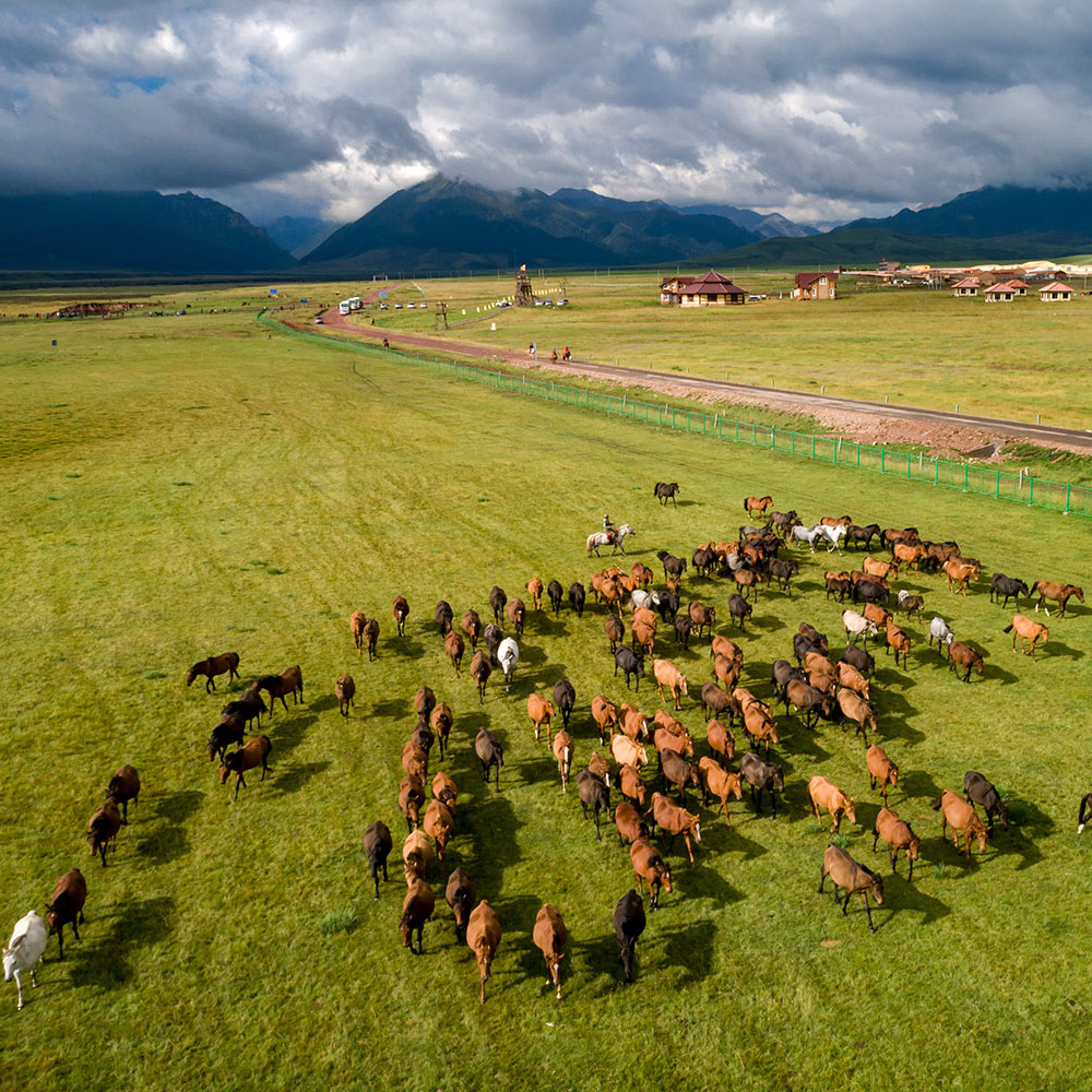 山丹軍民場,兩千餘年歷史的皇家馬場,草原遼闊,夏季(7-8 月)油菜花與馬蓮花盛放,鸞鳥湖倒映祁連雪峰,是絕佳攝影點;可看 “萬馬奔騰” 群馬飲水的壯闊場面。 山丹軍民場,兩千餘年歷史的皇家馬場,草原遼闊,夏季(7-8 月)油菜花與馬蓮花盛放,鸞鳥湖倒映祁連雪峰,是絕佳攝影點;可看 “萬馬奔騰” 群馬飲水的壯闊場面。