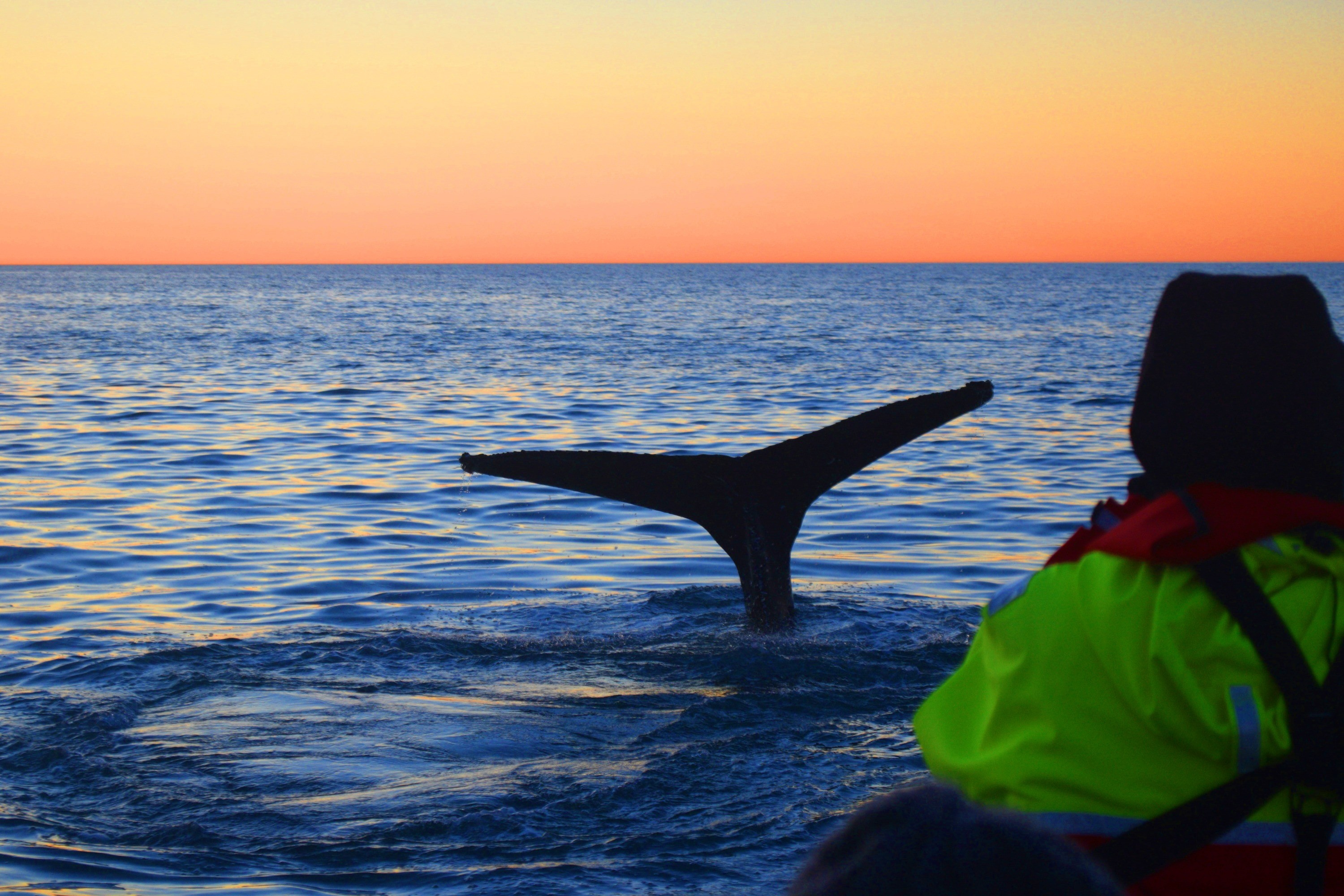 Close encounter with a humpback in the evening sun