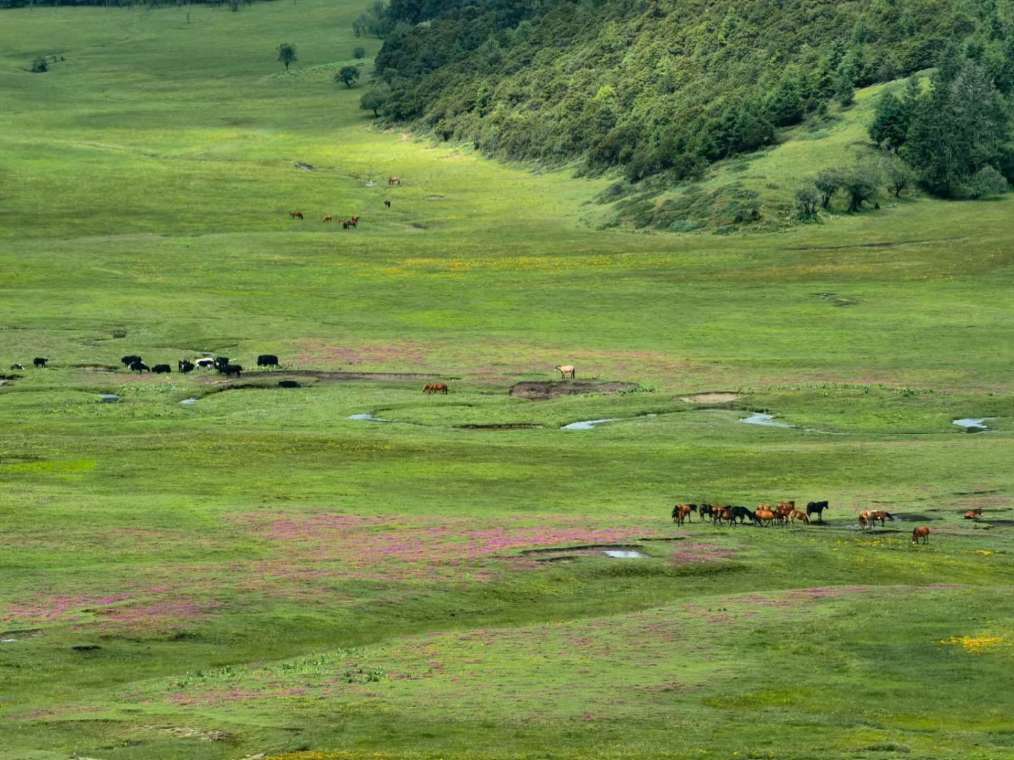 Pudacuo National Park is located in the center of the "Three Parallel Rivers" World Natural Heritage in northwest Yunnan. It consists of two parts: the Bitahai Nature Reserve, an important wetland, and the Shudu Lake Scenic Area of the Haba area of the "T