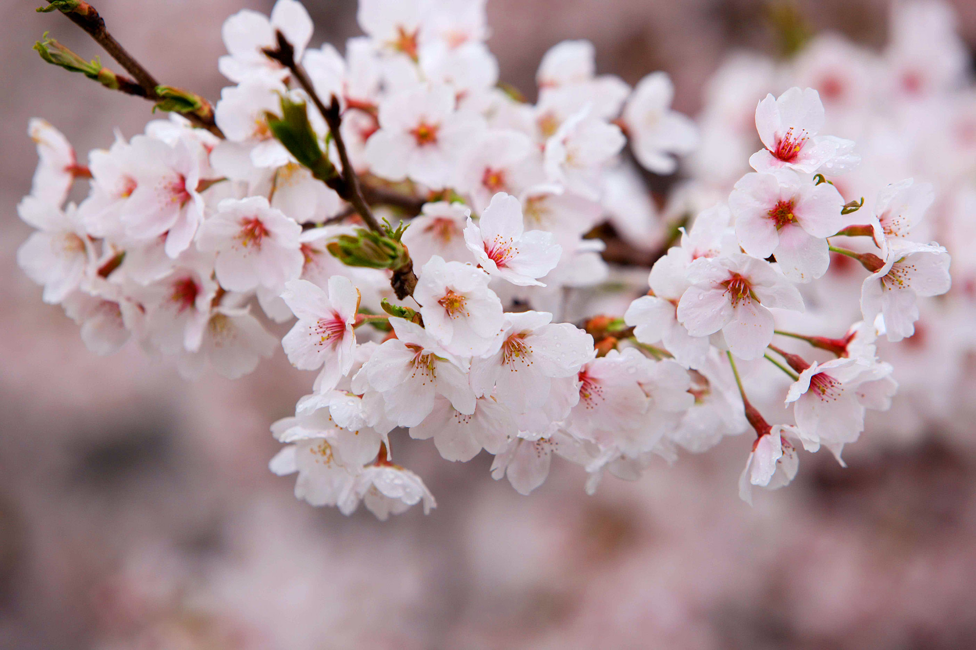 Seul Olcha Gullari & POKPO Suv Sharshara Kafesi Bir Kunlik Tur