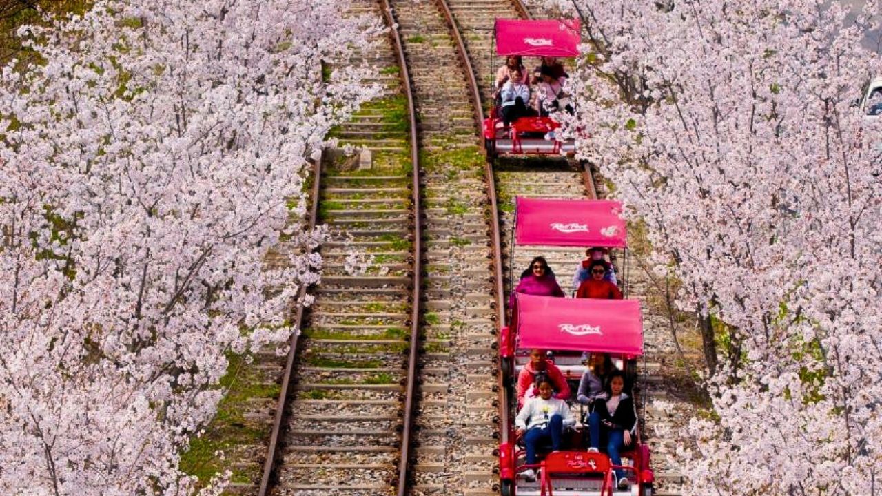 羊駝牧場 / 南怡島 / 江村鐵路自行車 / 晨靜樹木園 / 樂高樂園 /  秋海棠鳥園