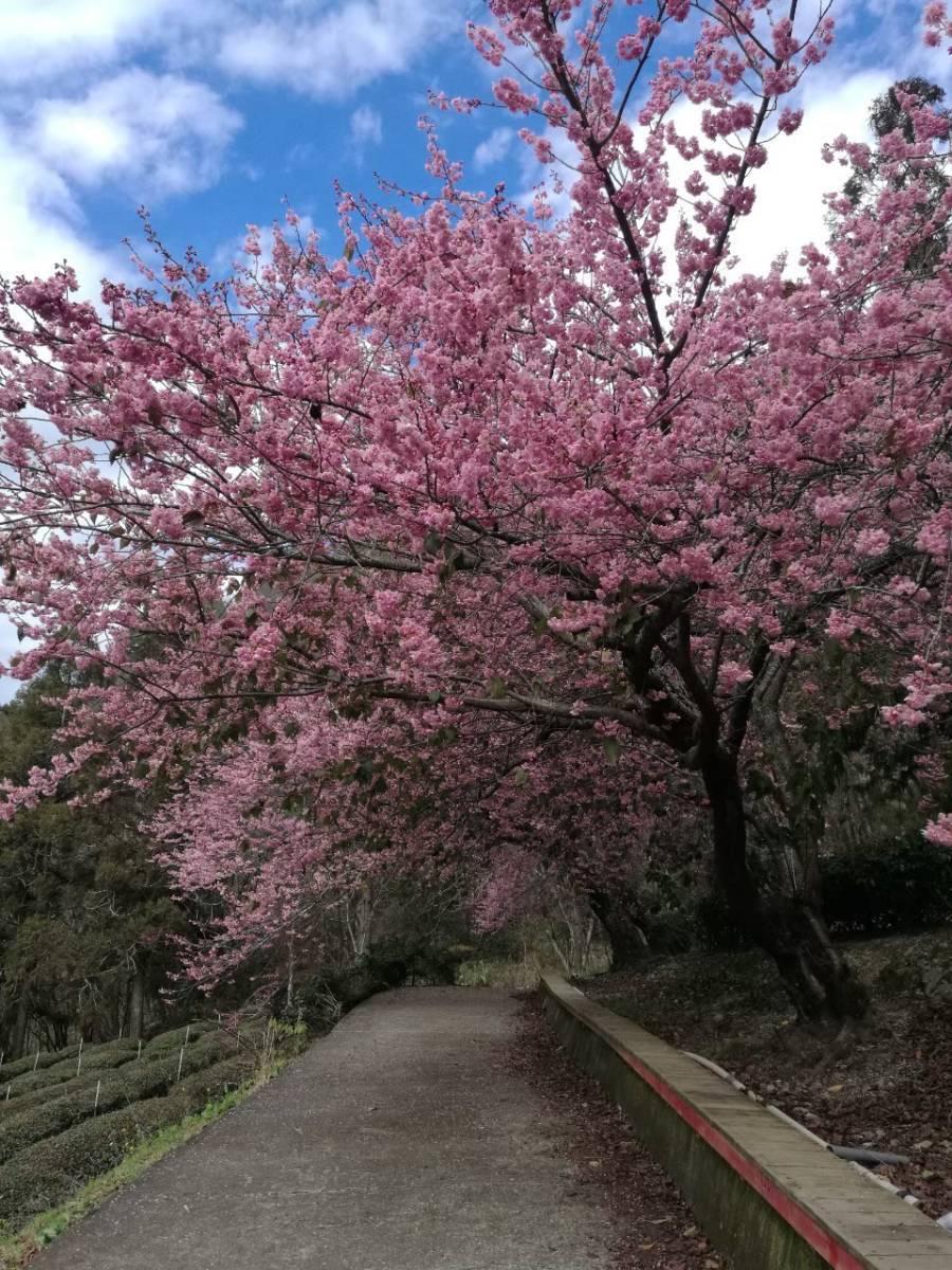 武陵農場櫻花季一日遊