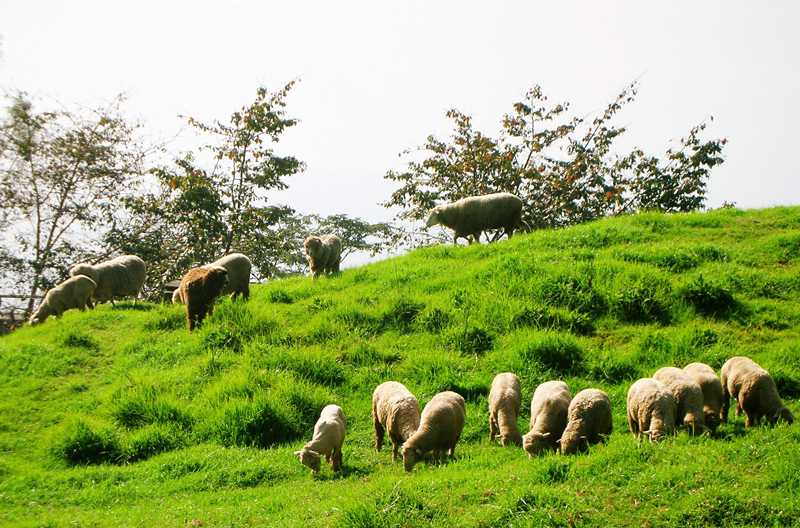 Cingjing Farm 2-Day & 3-Day Tour (Departing from Taichung)