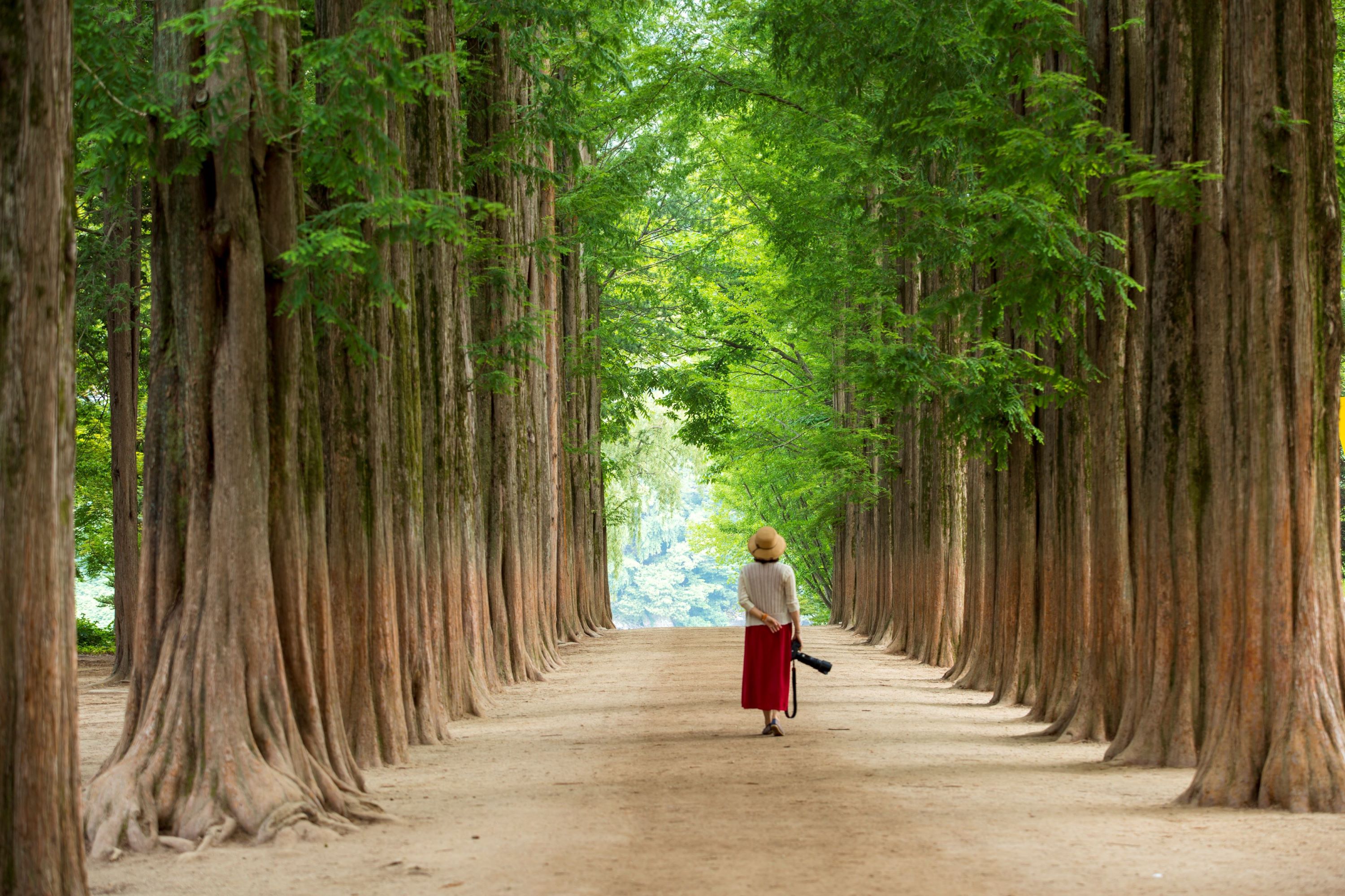 南怡島 - 高大、整齊排列的樹木營造出寧靜浪漫的自然走廊。 南怡島 - 高大、整齊排列的樹木營造出寧靜浪漫的自然走廊。