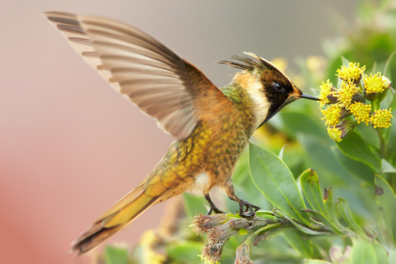 Parque Nacional Natural Sumapaz One-day Wildlife & Nature Tour