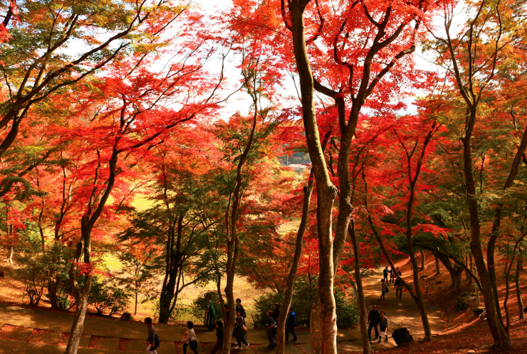 靜岡伊豆的代表觀光景點修善寺，周邊有靜岡最大的紅葉群生林