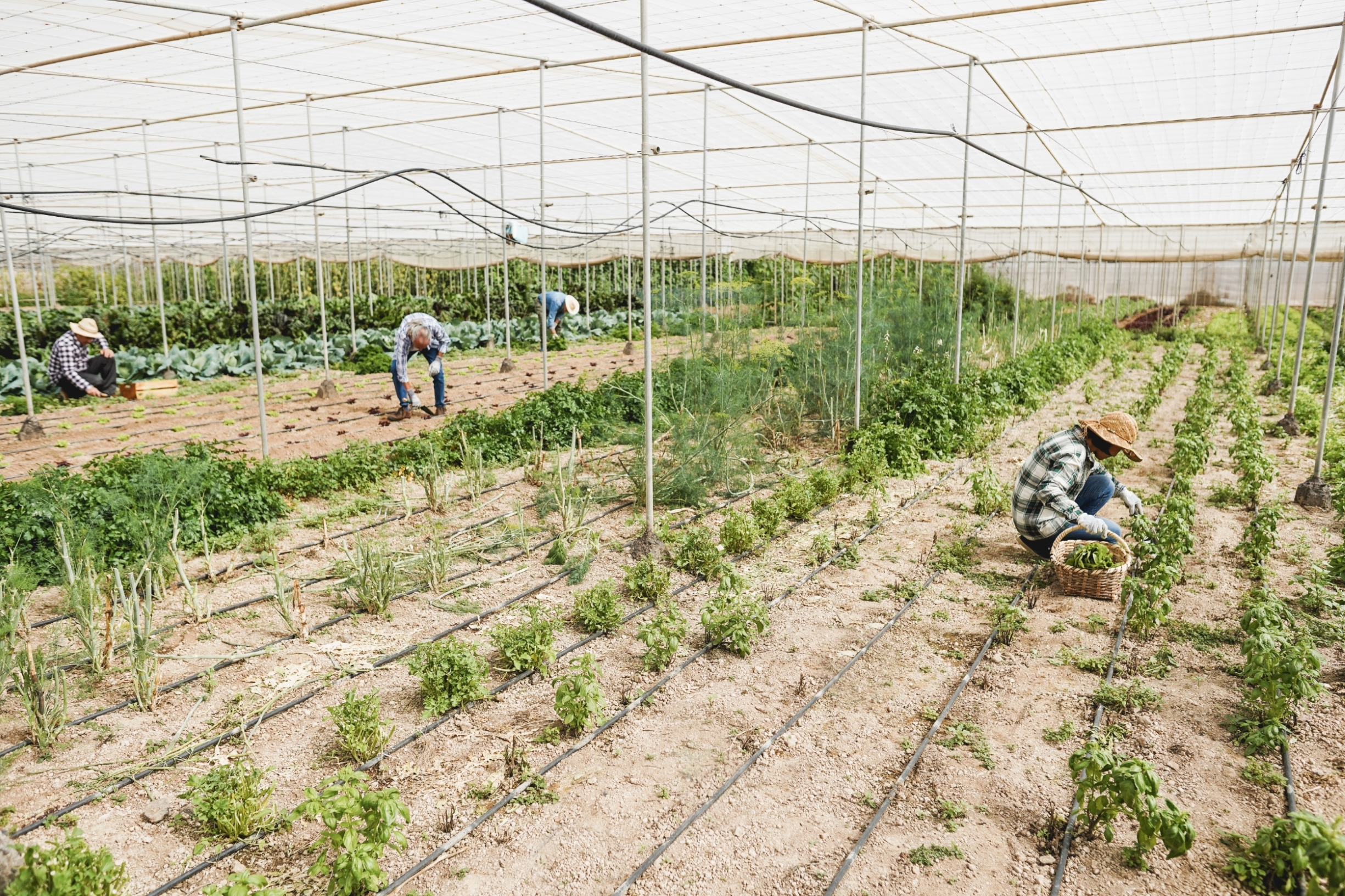探索創新農業項目，它們是在獨特環境中實現現代可持續發展的證明
