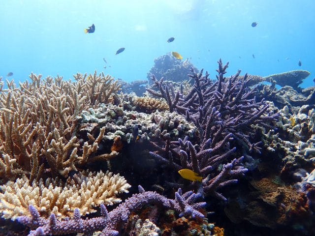 Ishigaki Island/1 day Kabira Bay SUP/Canoe & Blue Cave Snorkeling Experience (Okinawa)