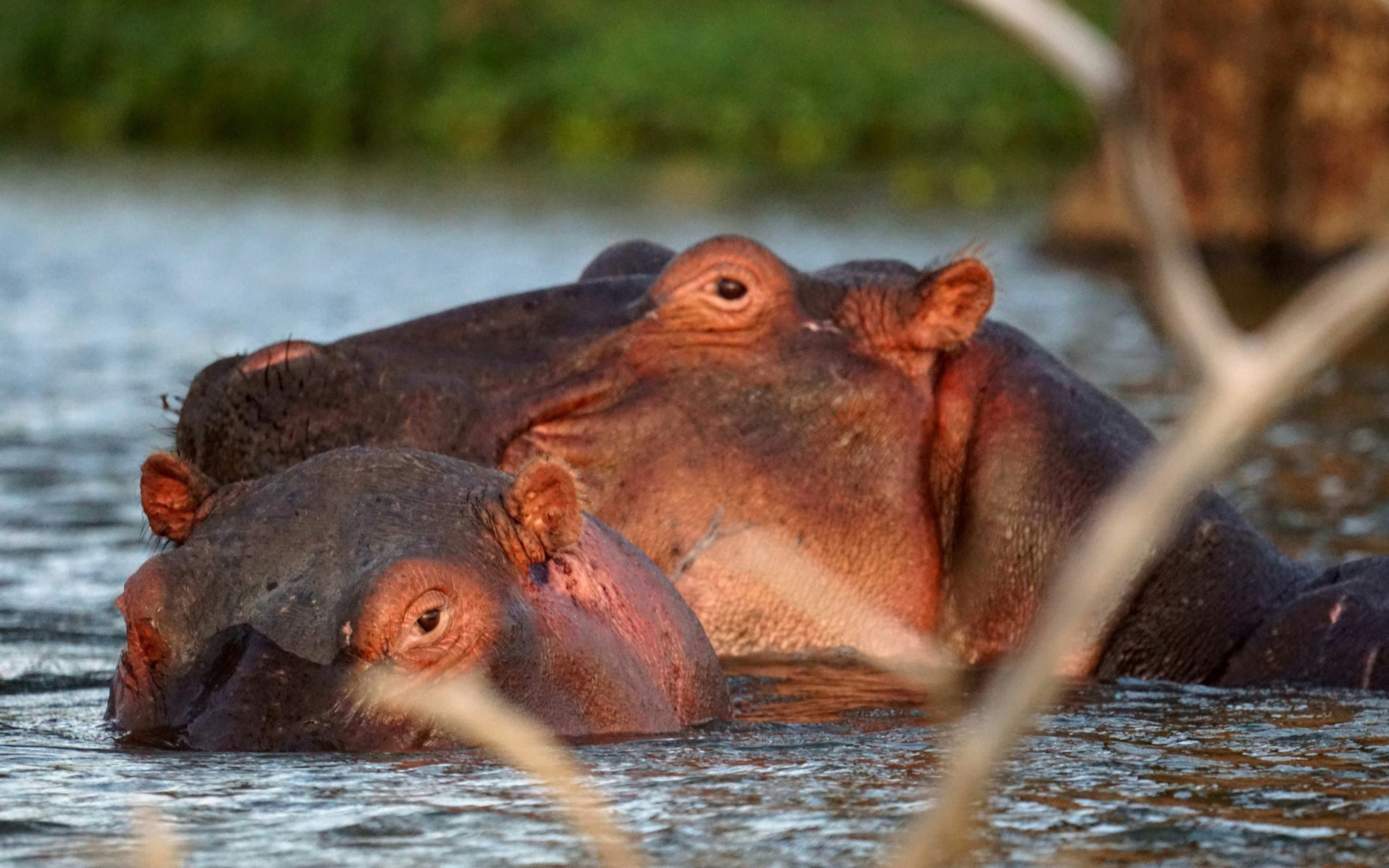 Hell's Gate Cycling & Naivasha Boat Ride Private Day Tour