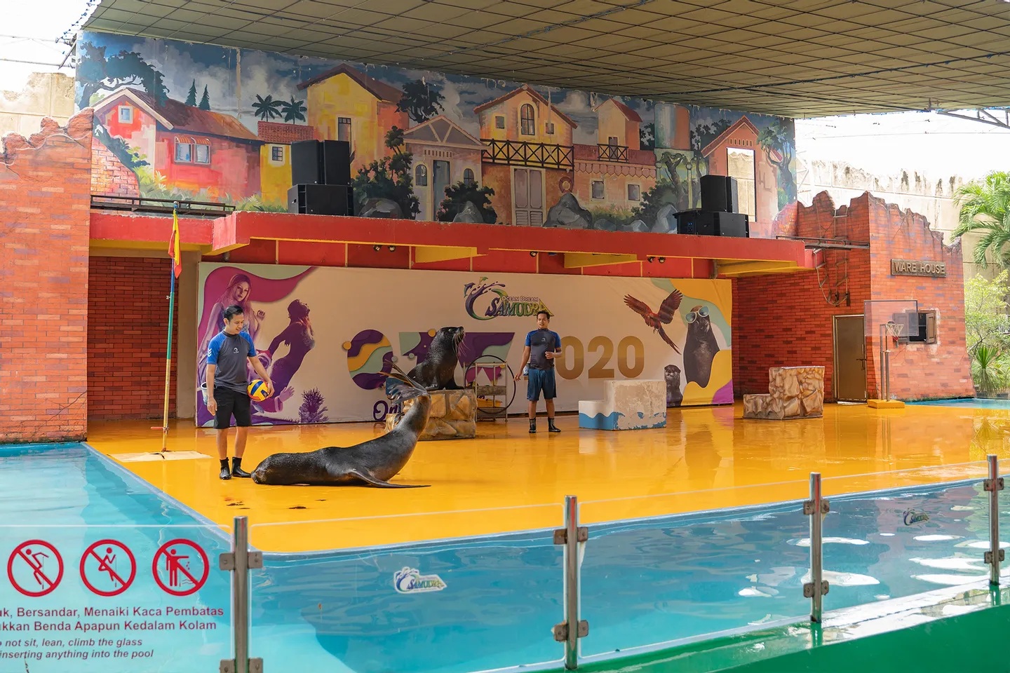 聰明又風趣的海獅在開放的表演區為家庭表演