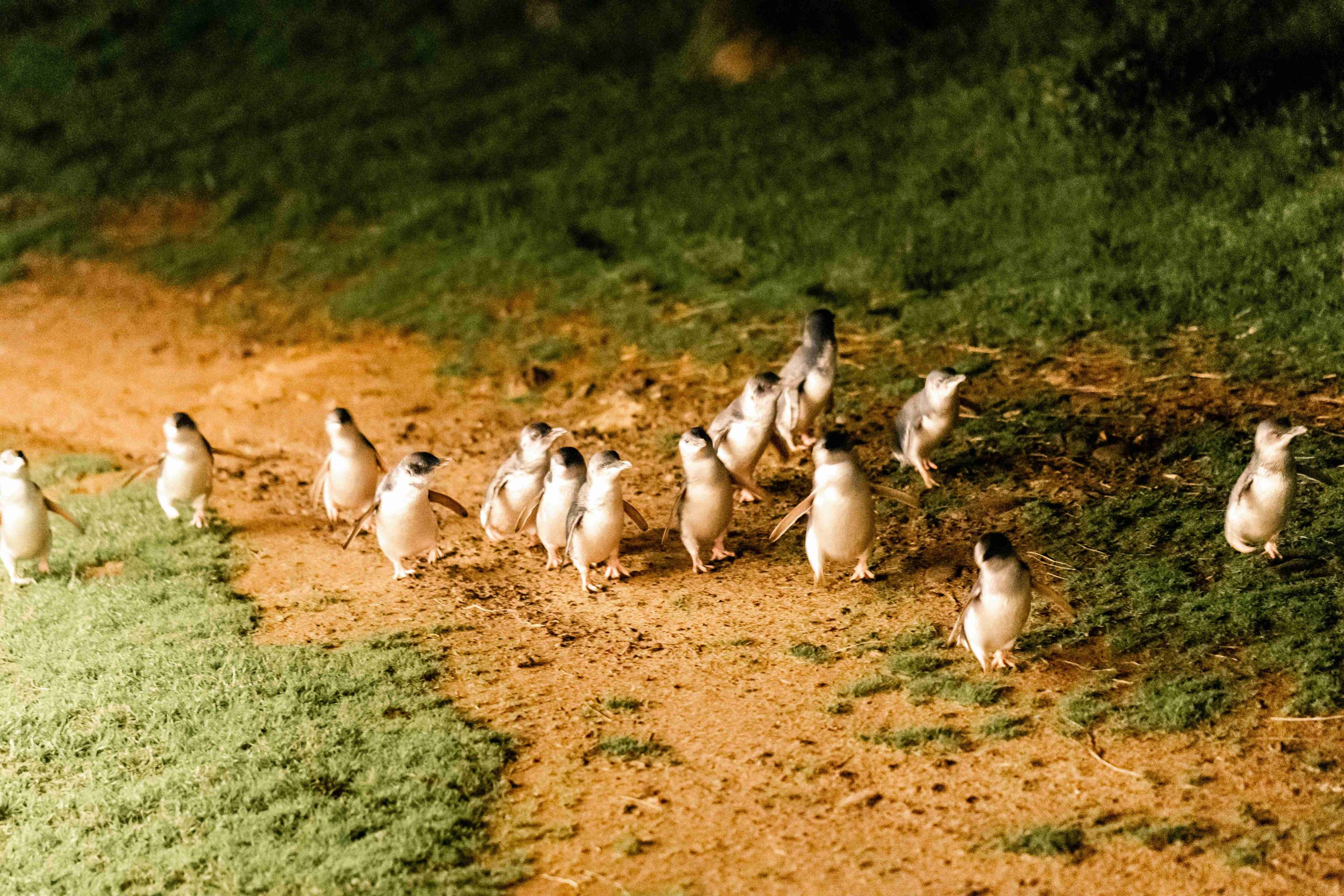 Visit Phillip Island and eagerly wait to see the adorable penguins parade ashore
