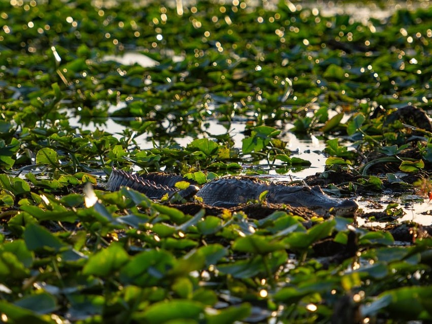 Observe alligators in their natural habitat while cruising through the scenic wetlands