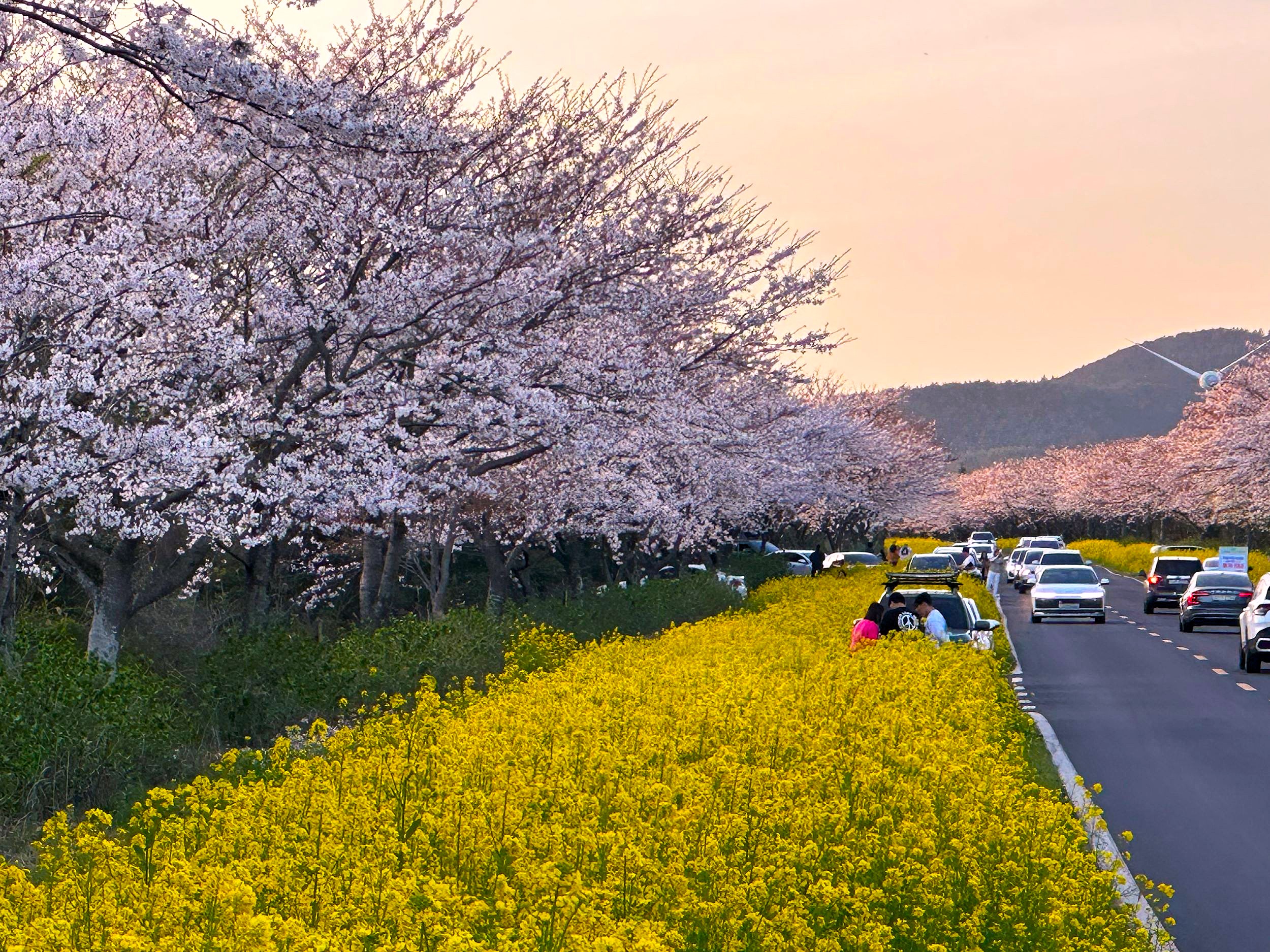 沿著鹿山路(Noksan-ro)欣賞充滿活力的黃色油菜花和嬌嫩的櫻花交相輝映的壯麗景色,這裡是濟州島最美麗的春季拍照景點之一。 沿著鹿山路(Noksan-ro)欣賞充滿活力的黃色油菜花和嬌嫩的櫻花交相輝映的壯麗景色,這裡是濟州島最美麗的春季拍照景點之一。