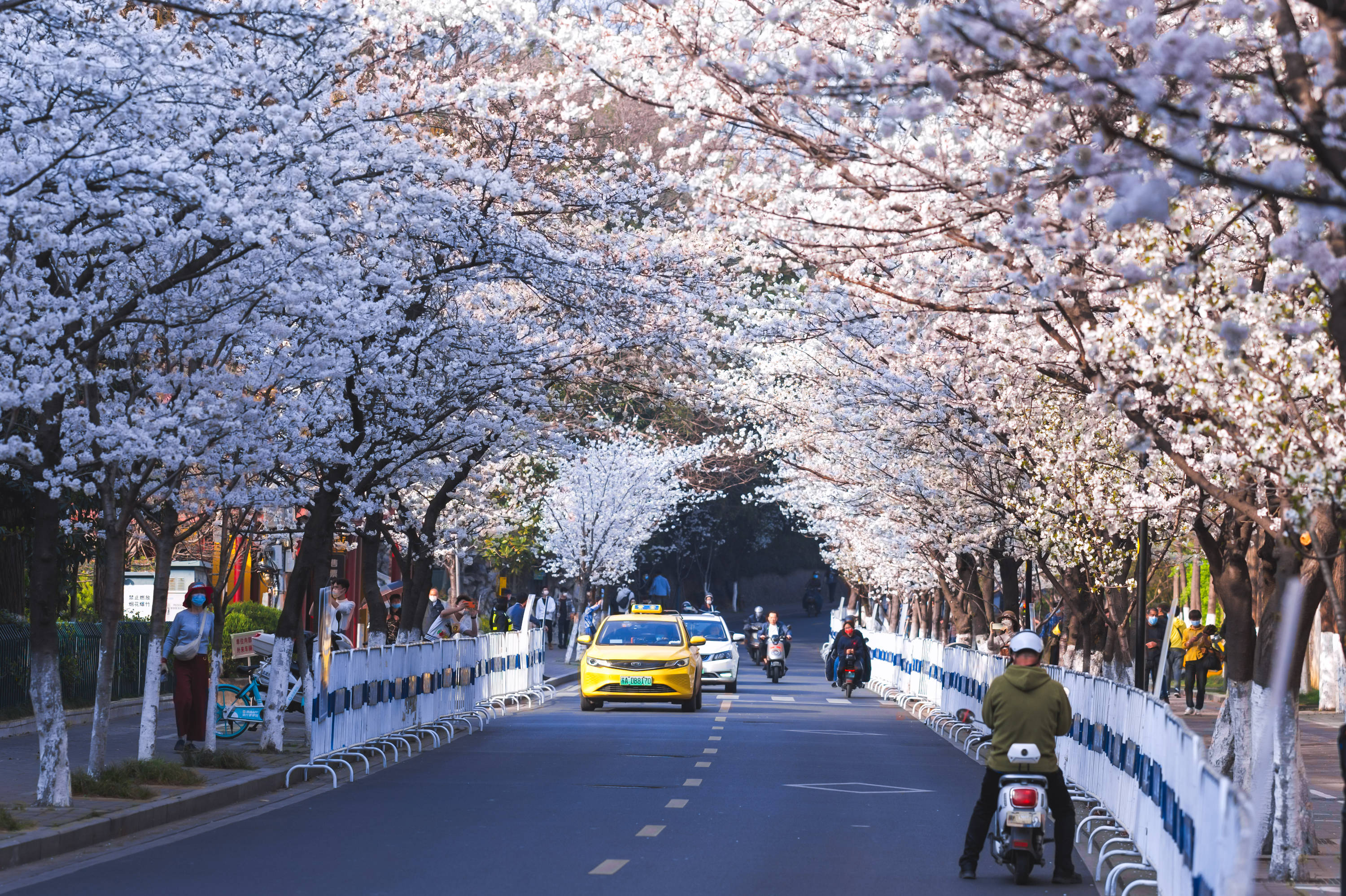 【櫻花季促銷】南京雞鳴寺+玄武湖公園+總統府賞櫻citywalk一日遊（春季賞花，中英文雙語導遊，天天發團）