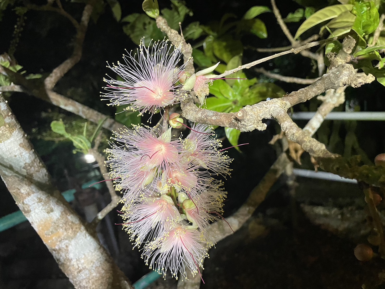 【限時】沖繩沙裡花一日賞花之旅