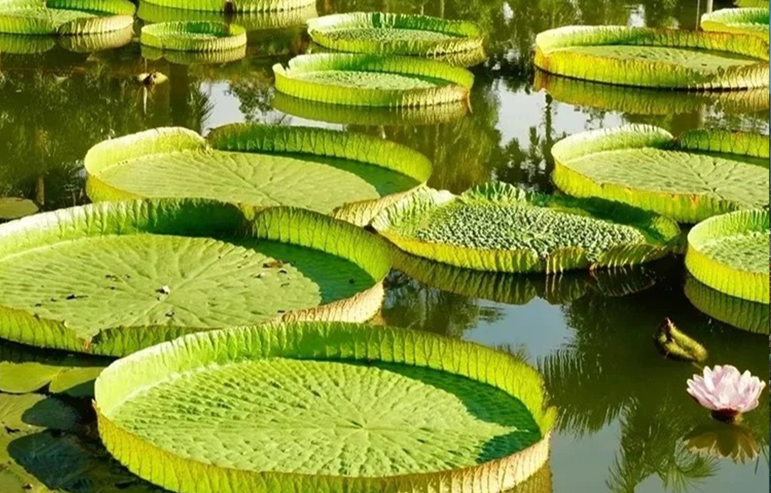 雲南西雙版納3天2晚深度遊 （中科院植物園+野象谷+星光夜市+花卉園下午茶+孔雀宴+象餐 探索原始森林 感受自然）
