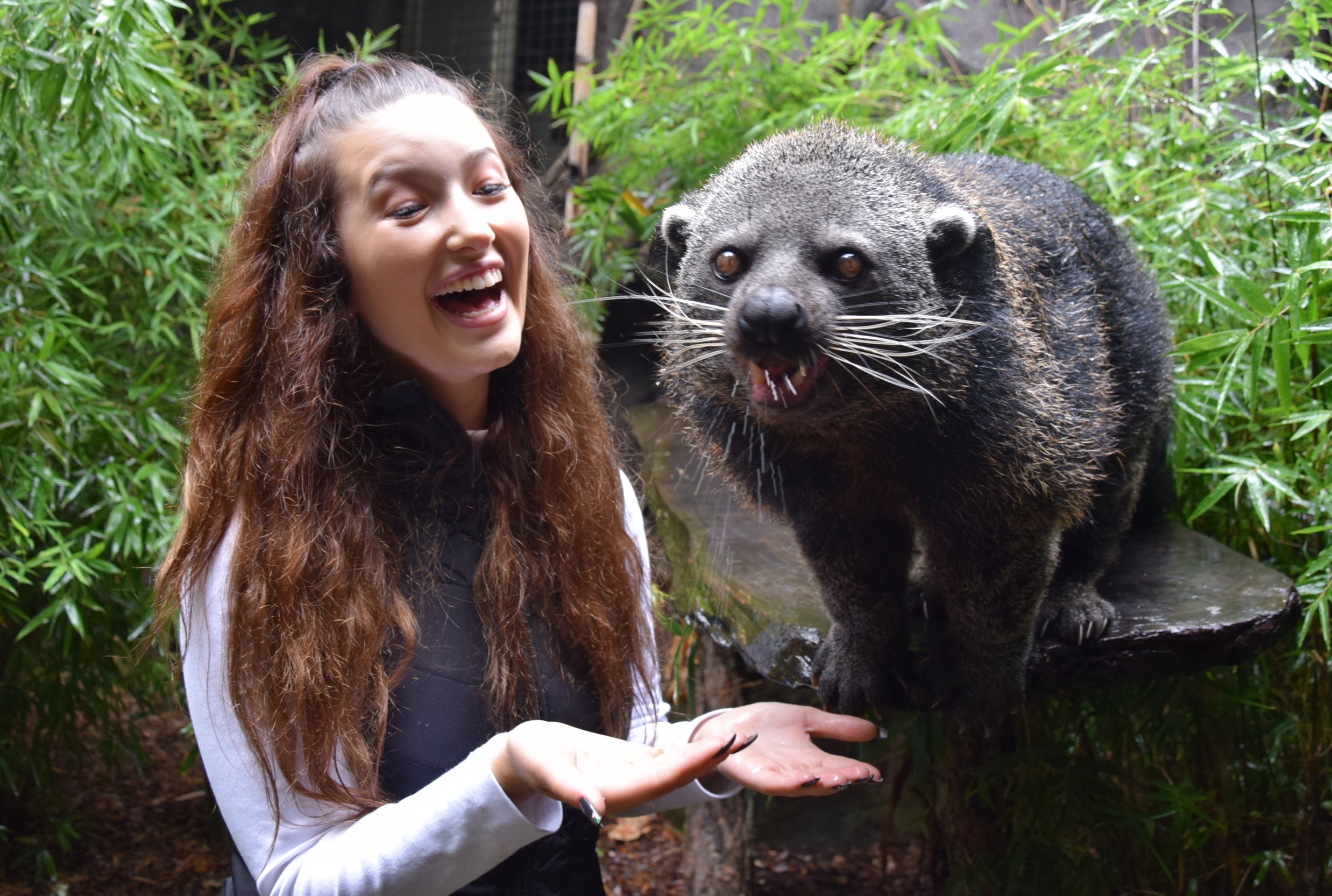 快來認識我們的雄性熊狸——巴魯！在這次邂逅中，您將有機會近距離接觸來自印度尼西亞叢林的世界最迷人動物之一