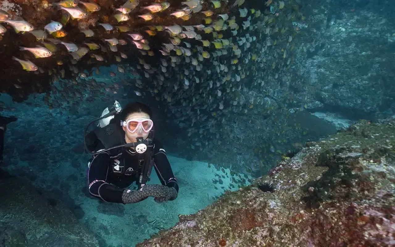 3D2N PADI Advanced Open Water Diver Course in  Coffs Harbour