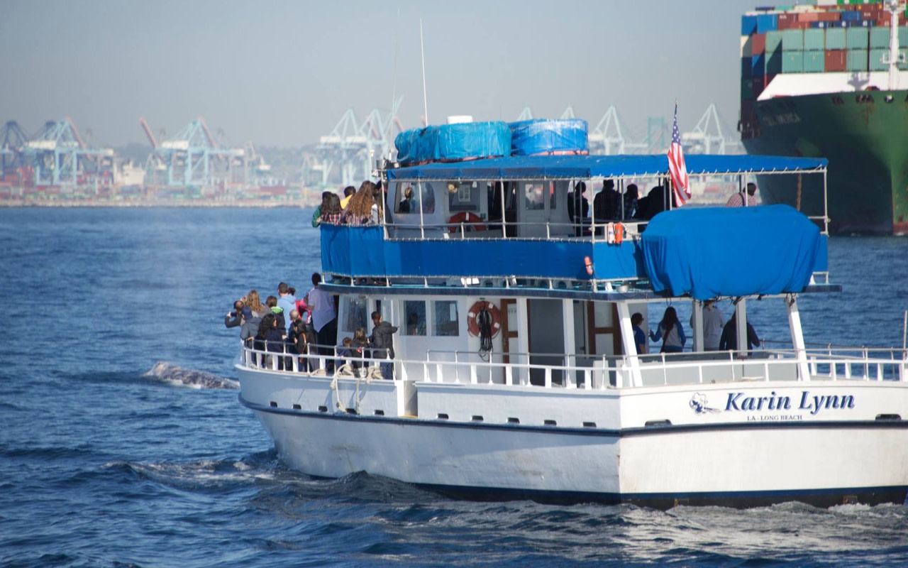 Marine Wildlife Adventure Whale & Dolphin Watching from Long Beach