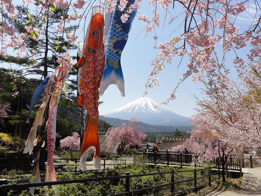 One-day tour of Mt. Fuji and Lake Kawaguchi, Arakurayama Sengen Park, Lake Kawaguchi, Oishi Park, Saiko Healing Center