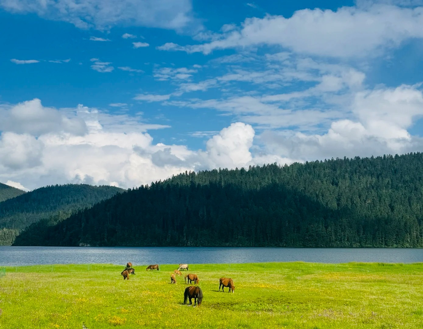 Pudacuo National Park is located in Shangri-La City, Diqing Prefecture, Yunnan Province. It has a good original ecology and landscapes such as Bitahai. It is a paradise for animals and plants with beautiful scenery that is intoxicating.