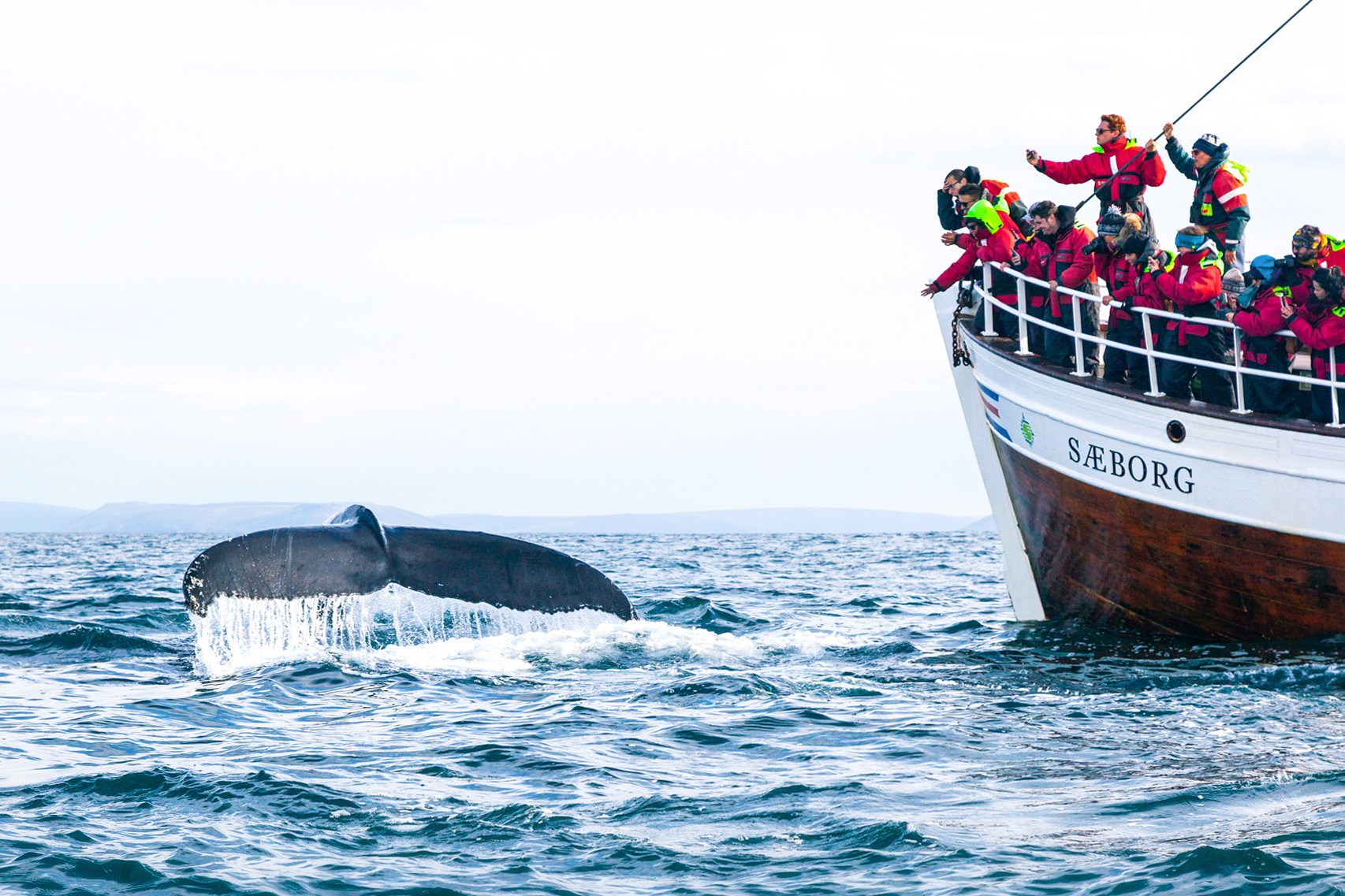 Guests watch as a whale breaches out of the water