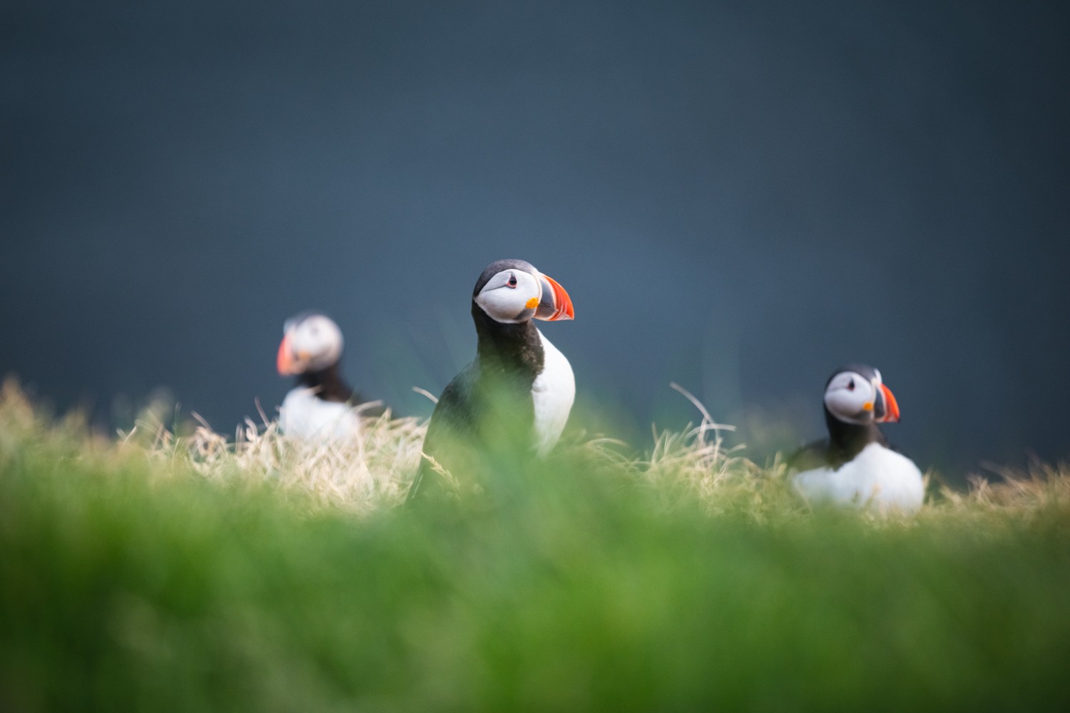 Puffins spotted on an island