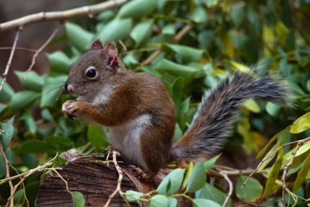 探索風景優美的沙漠小徑，同時與來自世界各地的 3,000 多種動物相見歡。