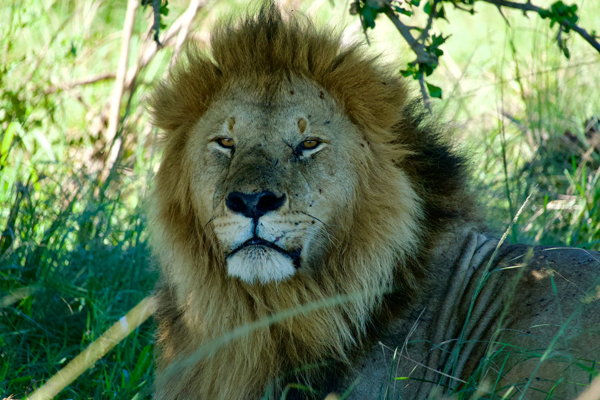 4 Days Samburu & Ol Pejeta Safari: Explore Kenya’s Wild Beauty