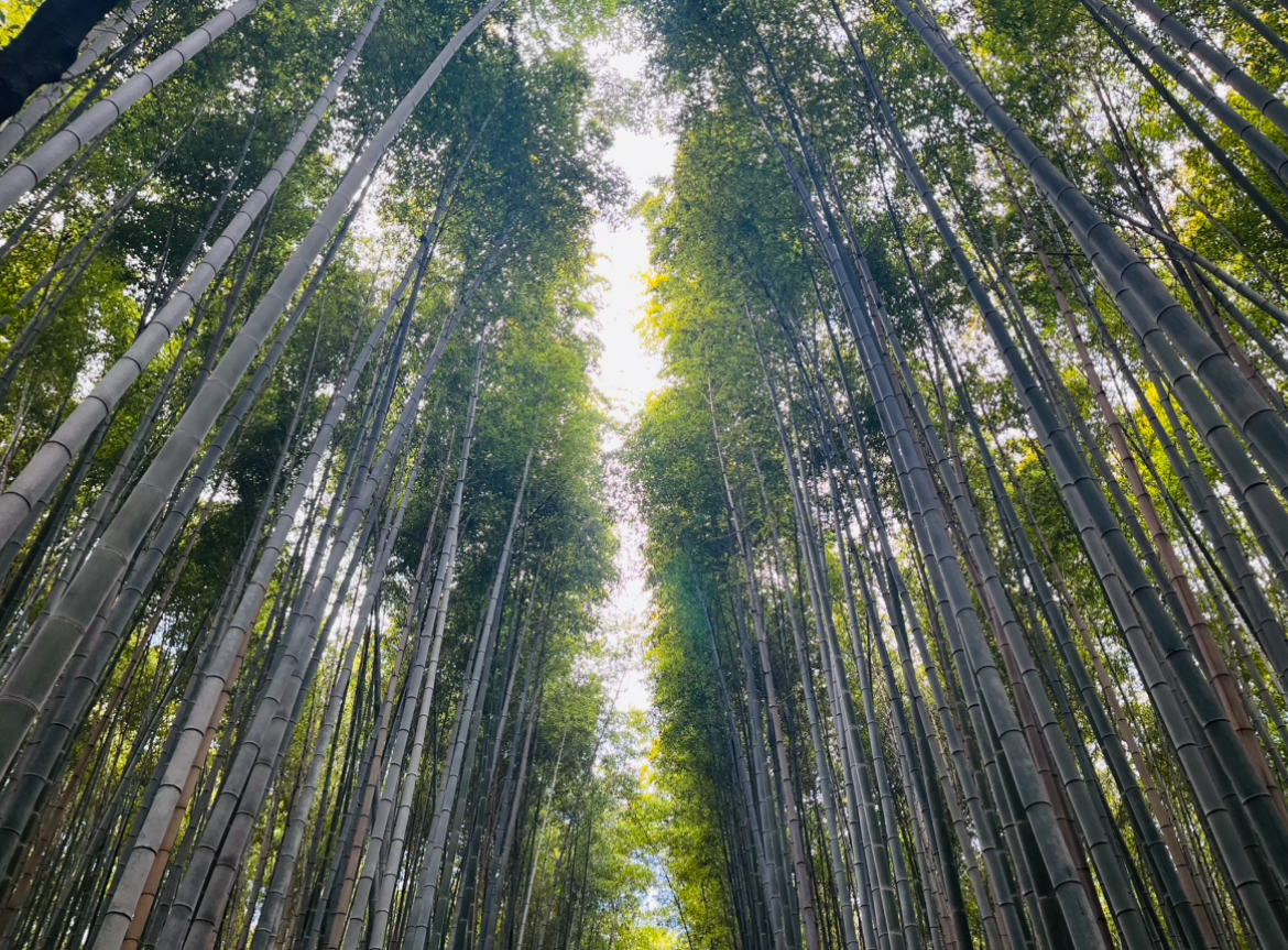 Walking Tour of Western Kyoto : Arashiyama, Kinkakuji and Koboshi