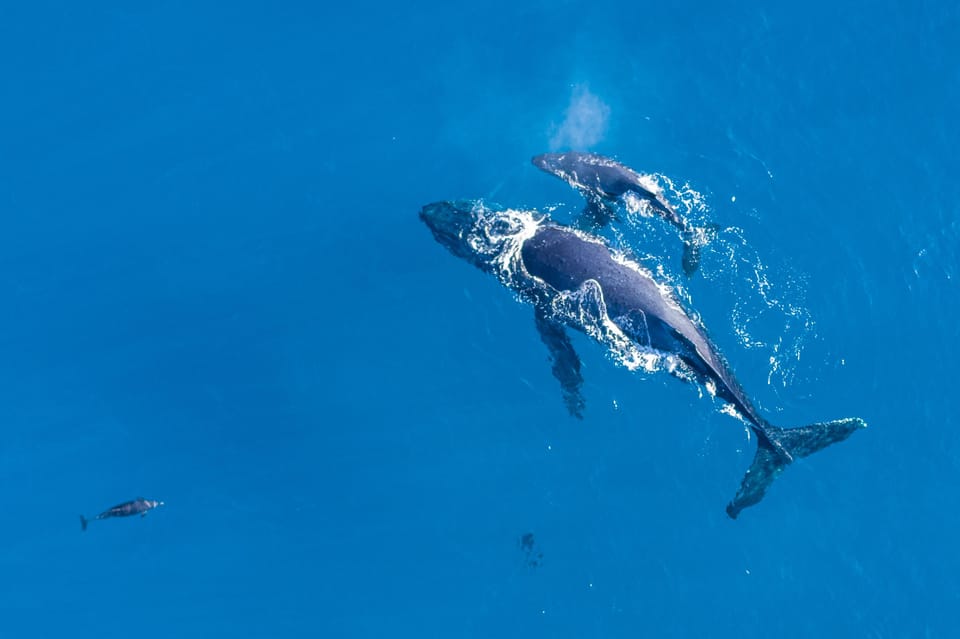 Capture unforgettable moments with friendly dolphins as they swim alongside your Molokini snorkeling trip
