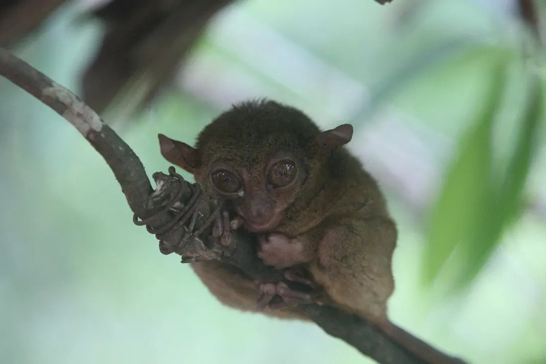 tarsier in bohol
