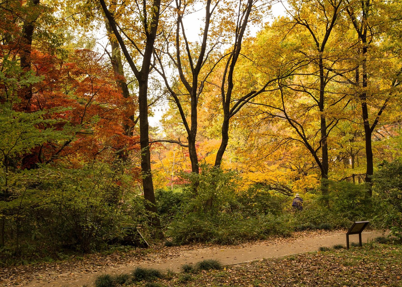 Tokyo 2 Popular Spots Half-Day Autumn Walking Tour