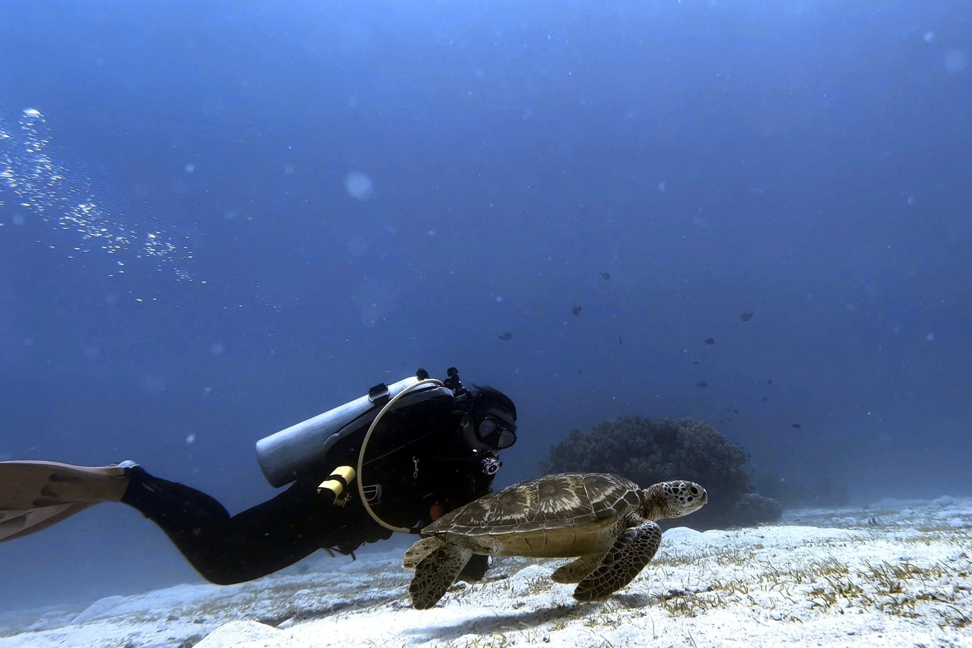 Anilao Dive Adventure for Certified Scuba Divers