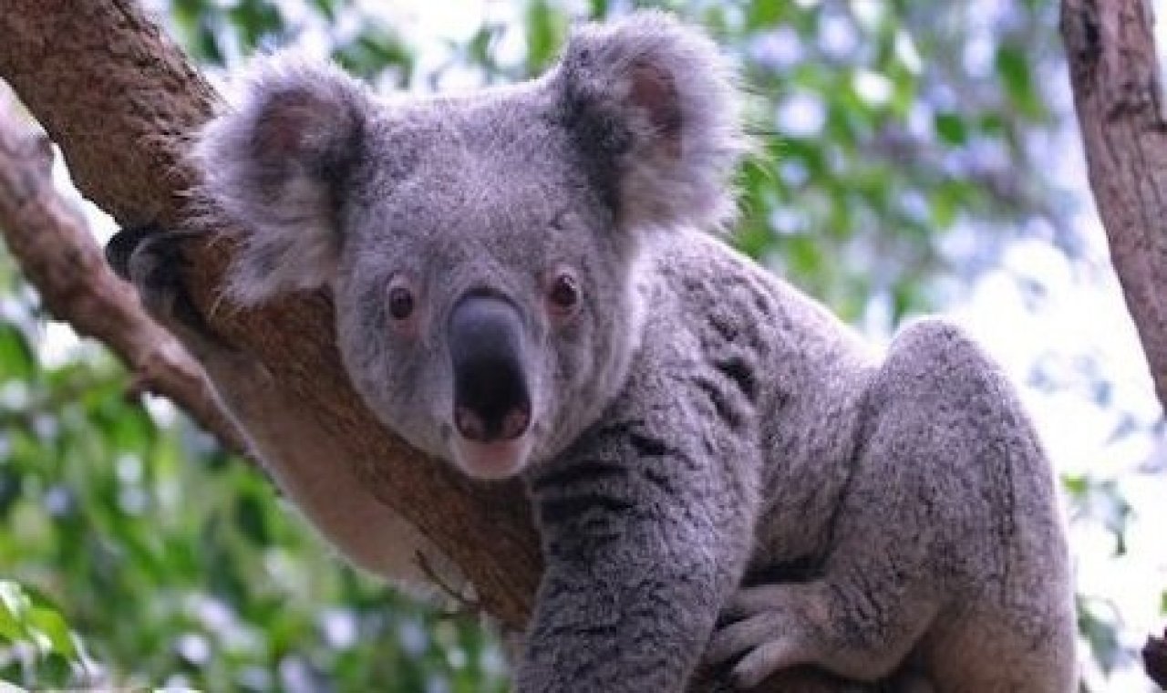 Cuddle a Koala and Historic Hahndorf Tour