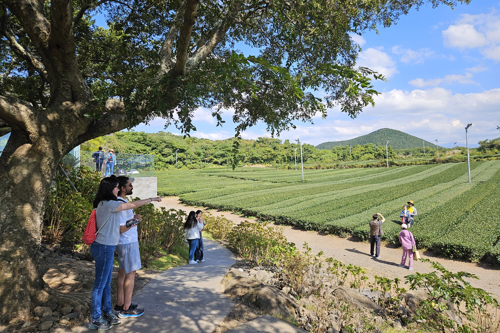 Find your peace amidst the endless waves of green. Let the fresh scent of Jeju’s tea fields wash away your worries.