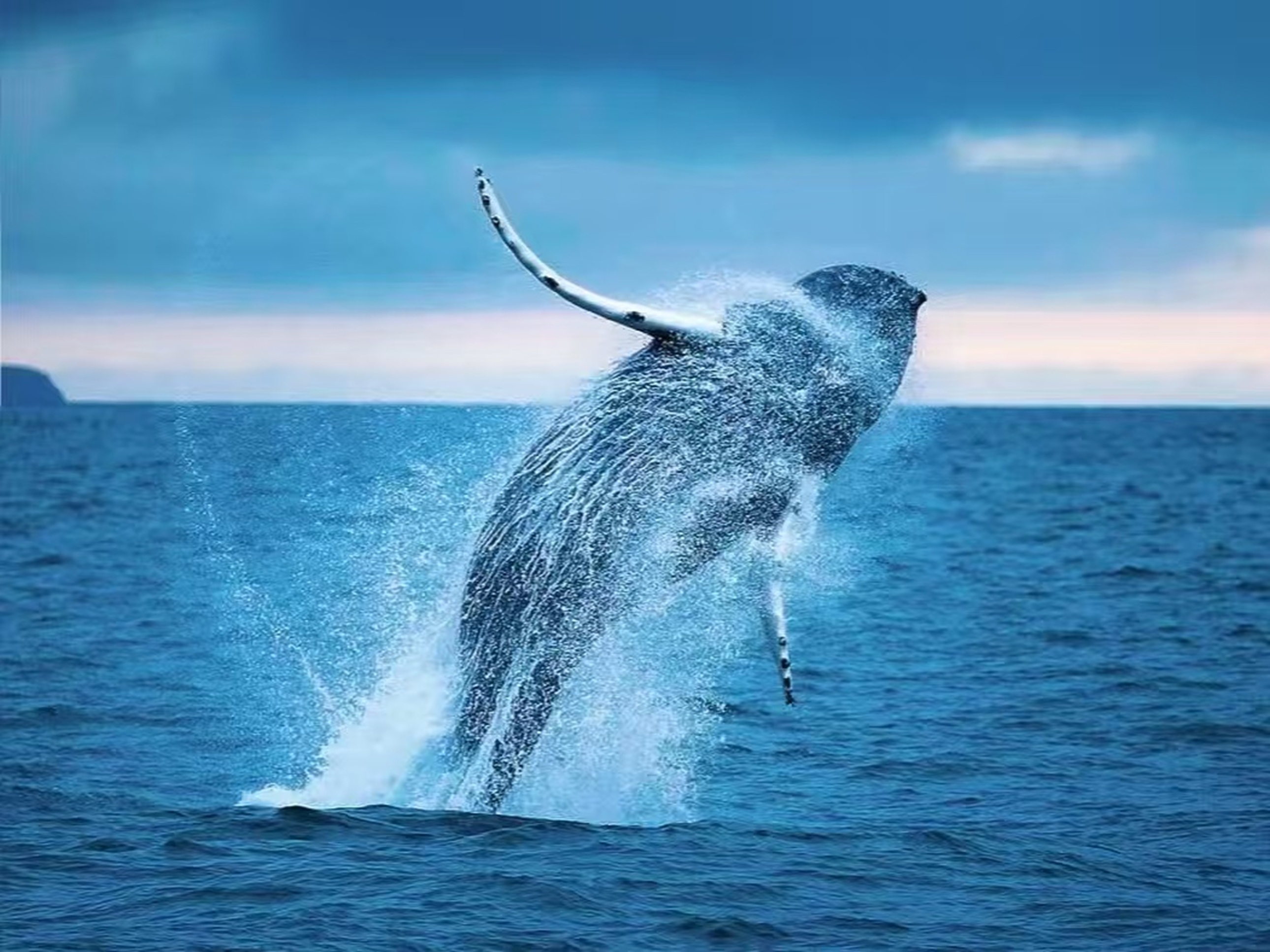 藍鯨躍出海面,水花四濺,灰藍海水與淡藍天幕襯著鯨身的肌理,瞬間的動感裹著海洋的磅礴 藍鯨躍出海面,水花四濺,灰藍海水與淡藍天幕襯著鯨身的肌理,瞬間的動感裹著海洋的磅礴