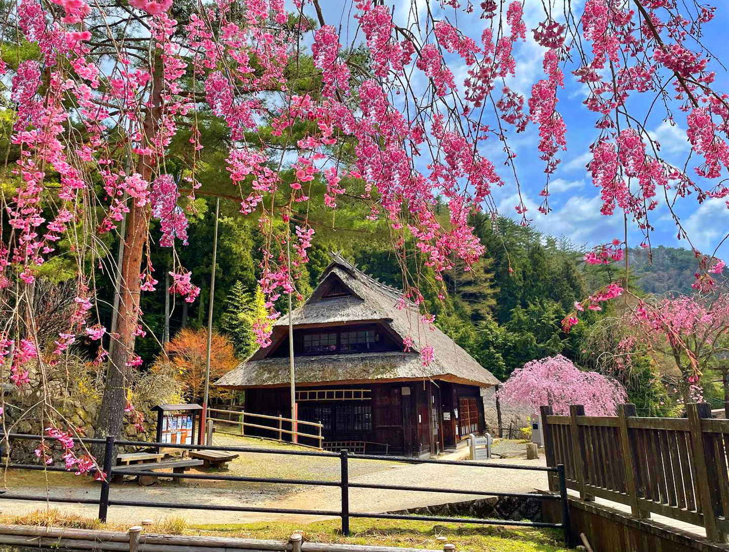 富士山壯麗美景或芝櫻節浪漫花海一日遊 （東京出發）