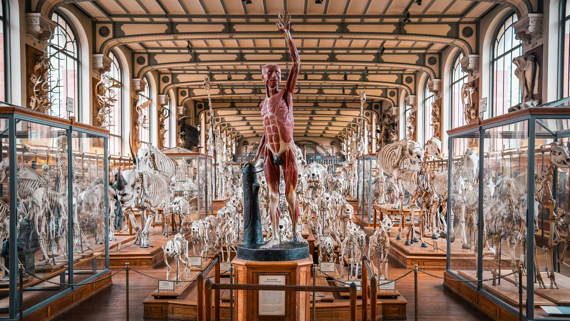 Gallery of Paleontology and Comparative Anatomy ticket in Paris