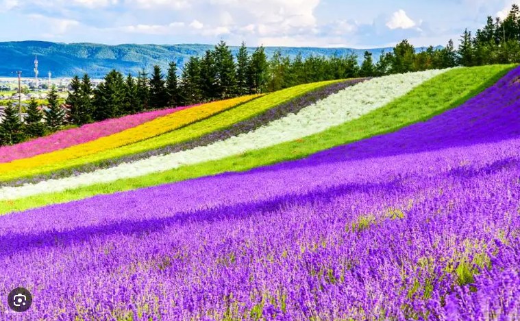 Biei Blue Pond & Furano Flower Day Tour｜Buffet + Melon Feast 