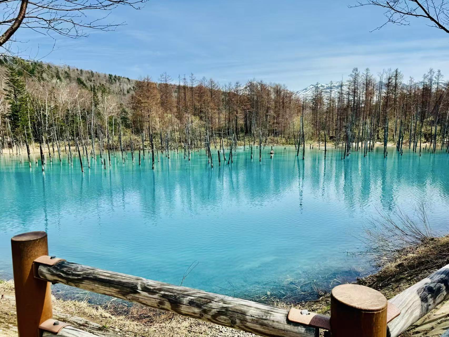 枯木靜立水中，營造出獨特的靜謐氛圍。