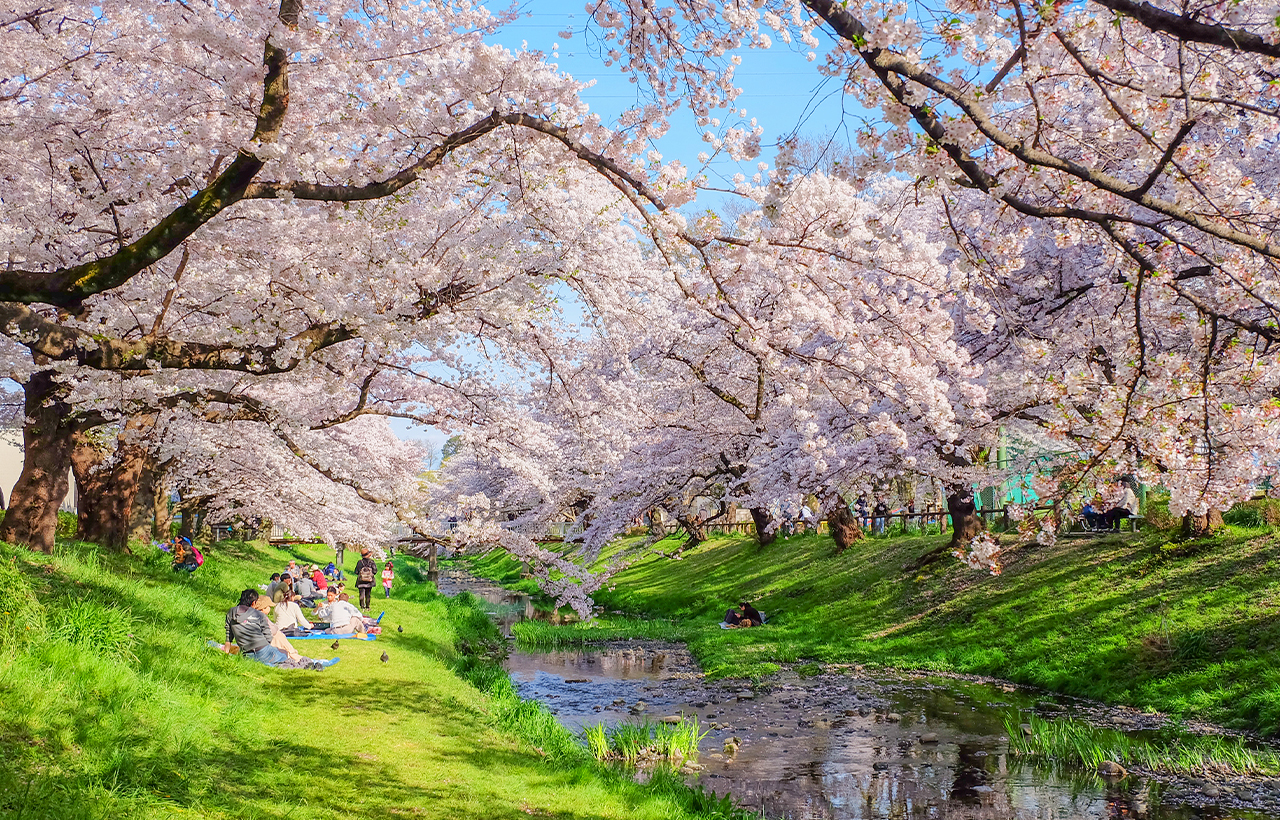 網紅打卡勝地-新倉山淺間公園&日川時計店&忍野八海&河口湖大石公園&河口湖楓葉迴廊